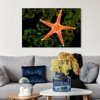 Runway Avenue Nautical and Coastal Wall Art Canvas Prints 'Starfish on Coral by David Fleetham' Marine