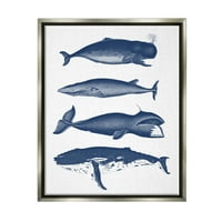 Stupell Industries razne vrste kitova morski život detaljne ilustracije grafička Umjetnost sjaj sivo plutajuće