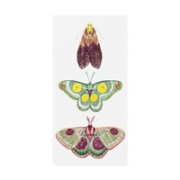 Zaštitni znak likovne umjetnosti 'Moth vile i' platnena umjetnost Grace Popp