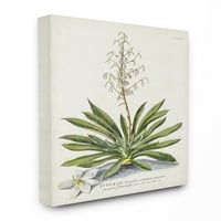 Stupell Industries Botanička biljka Ilustracija Perns Vintage Design Canvas Zidna umjetnost nepoznato